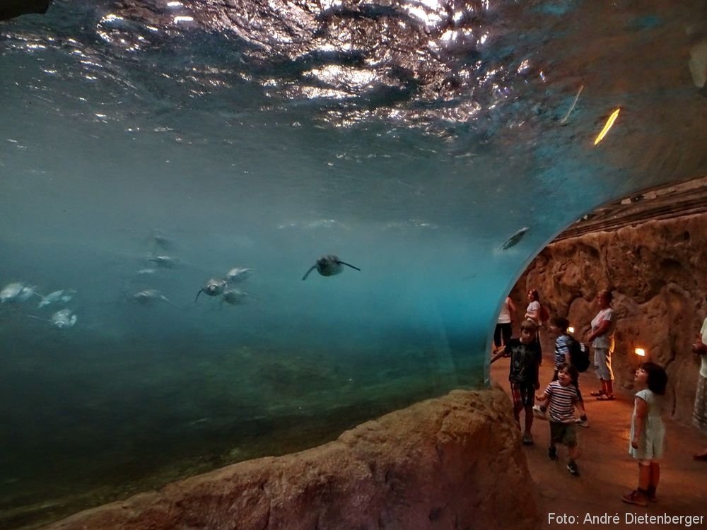 Zoo Wuppertal - Unterwassertunnel in der Pinguinanlage