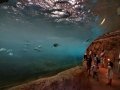 Zoo Wuppertal - Unterwassertunnel in der Pinguinanlage