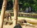 Zoo Wuppertal - Elefanten