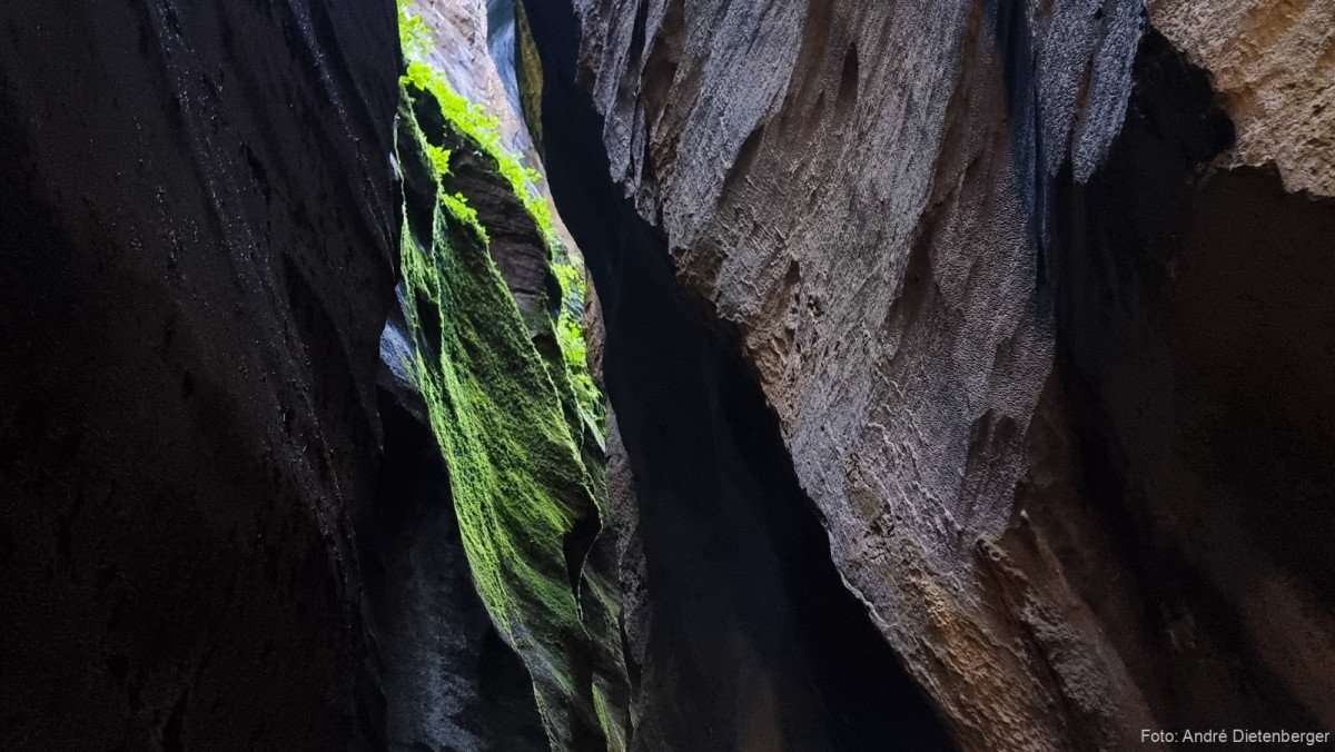 Moose in der Aareschlucht