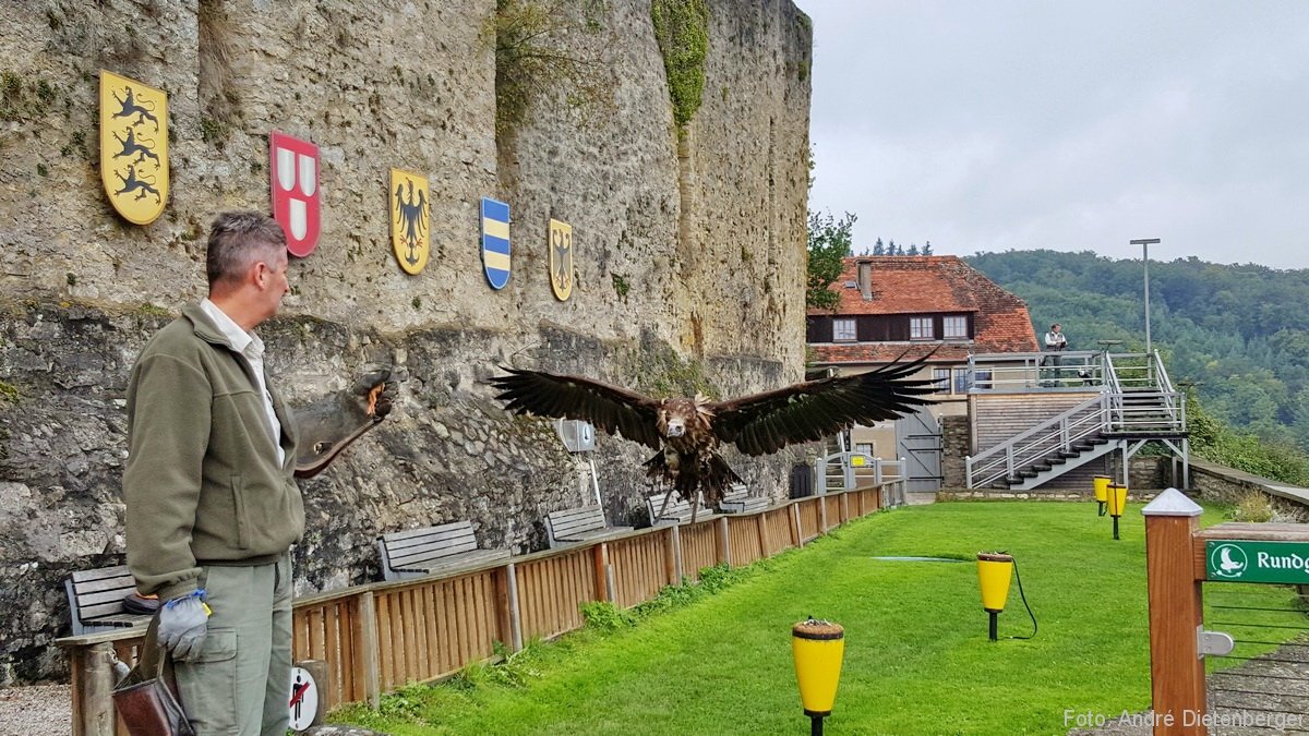 Burg Guttenberg mit der Deutschen Greifenwarte - Flug