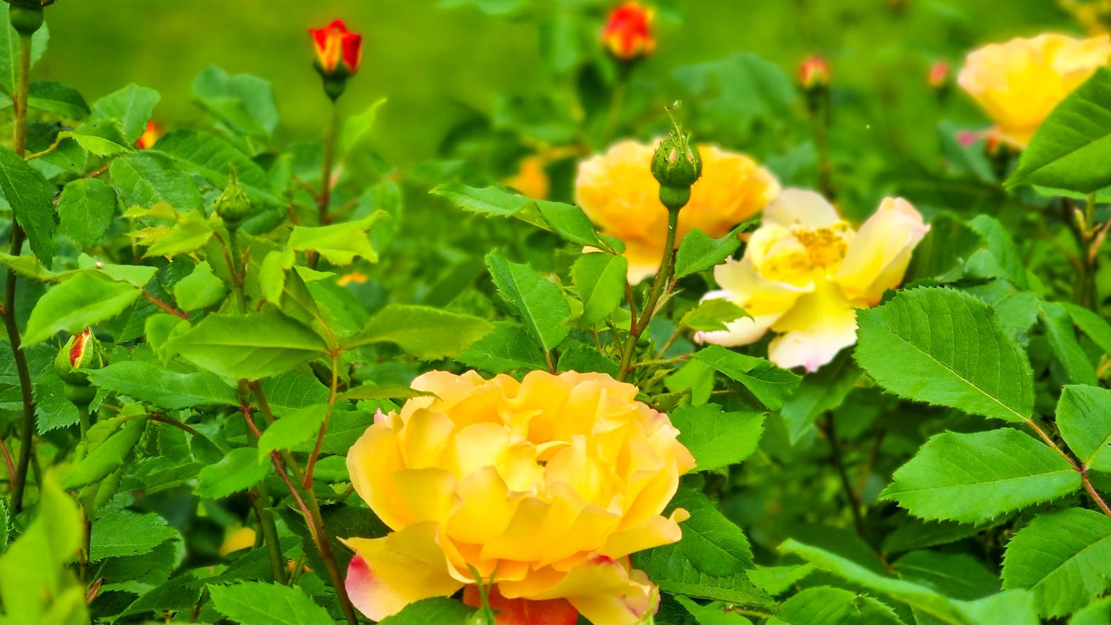 Rosarium