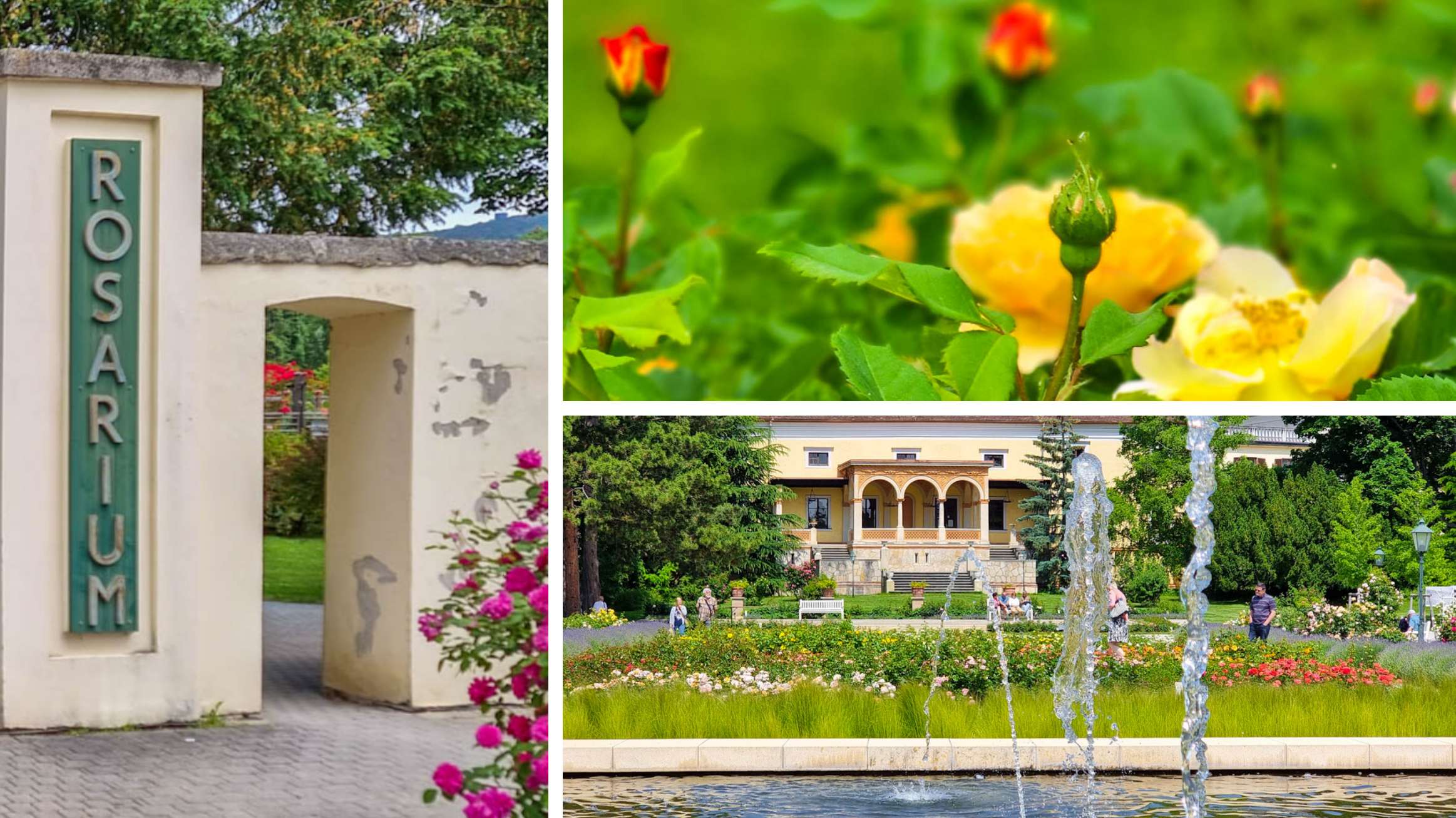 Rosarium im Doblhoffpark