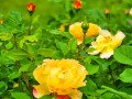Rosarium