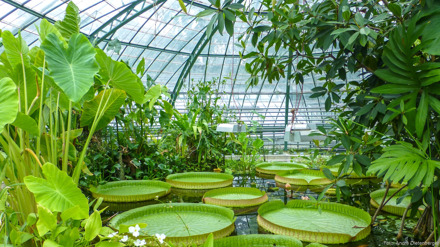 Botanischer Garten der Universität Basel