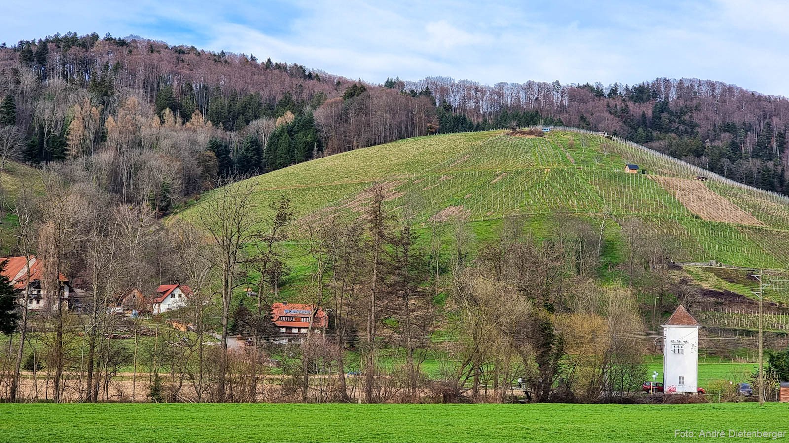 Weinberg im Glottertal
