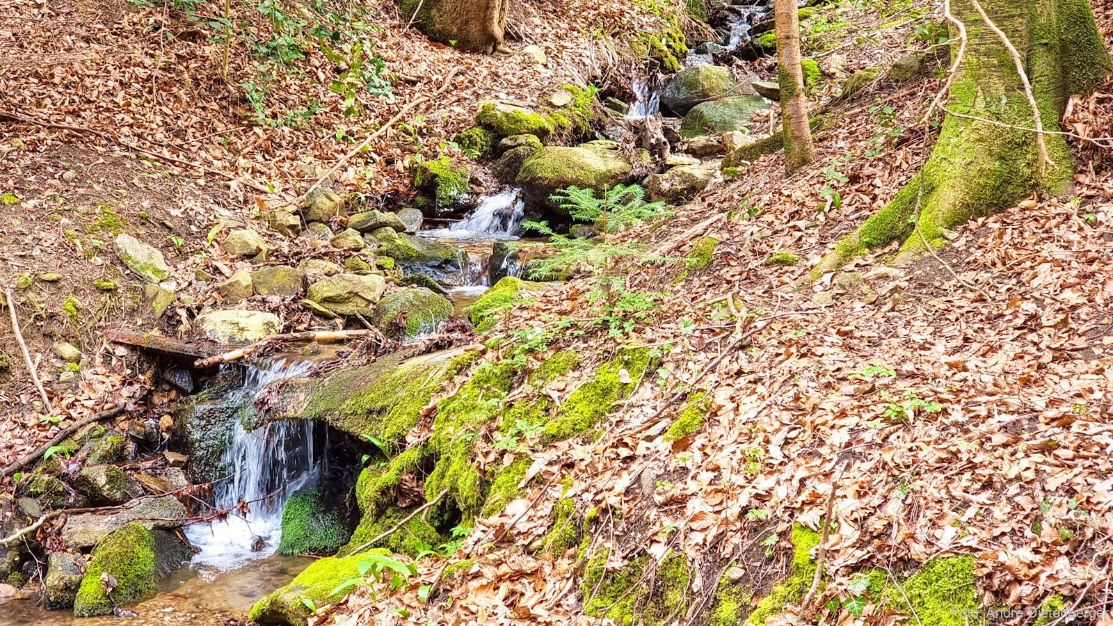 Bachlauf
