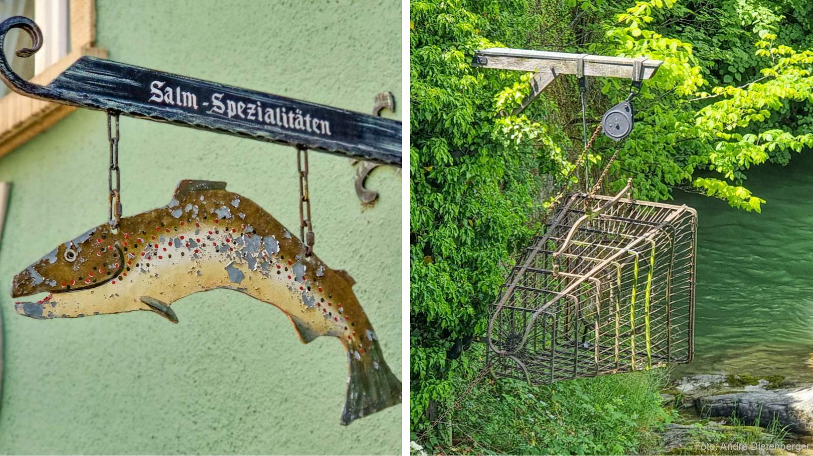 Salmen und Reuse