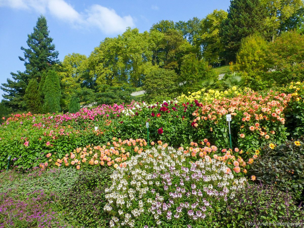 Mainau - Blühende Landschaft