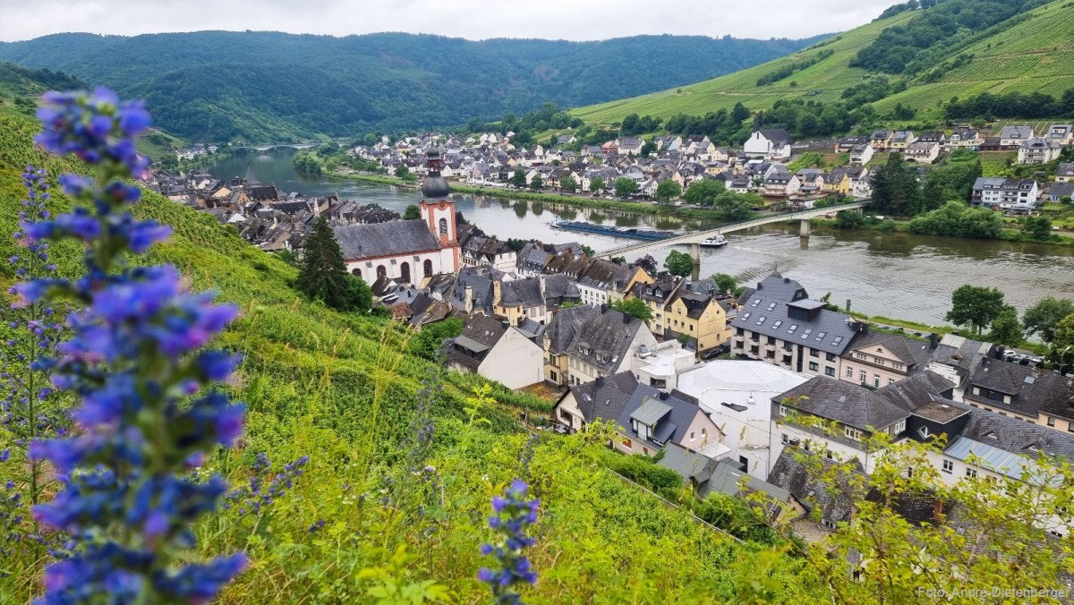 Zell - Blick auf die Mosel