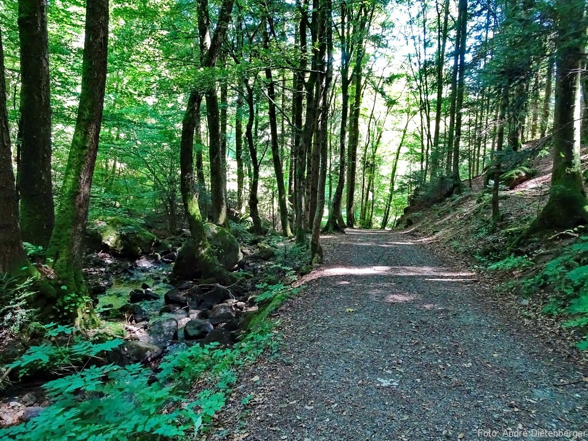 7 Moore Weg - Waldweg