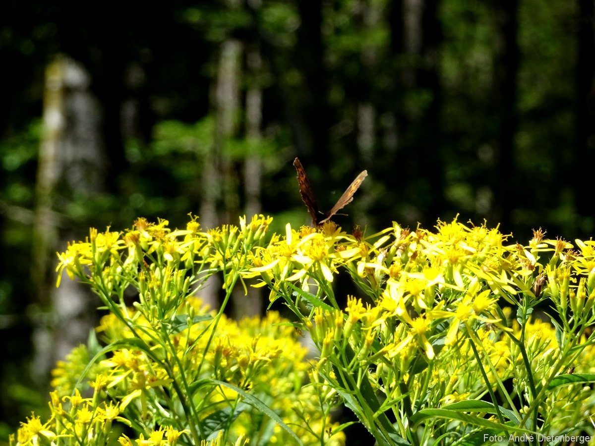 7 Moore Weg - Schmetterling