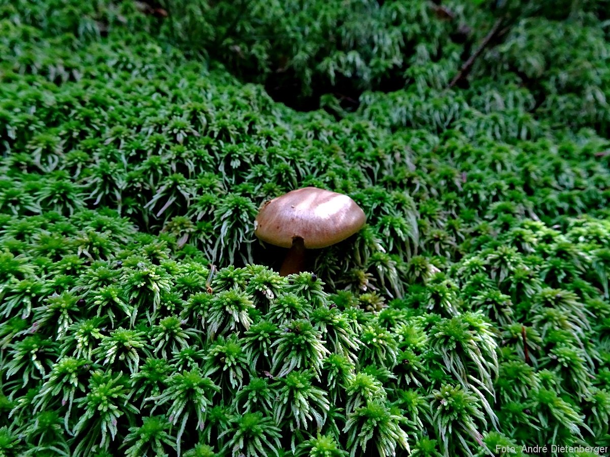 7 Moore Weg - Farn und Pilz