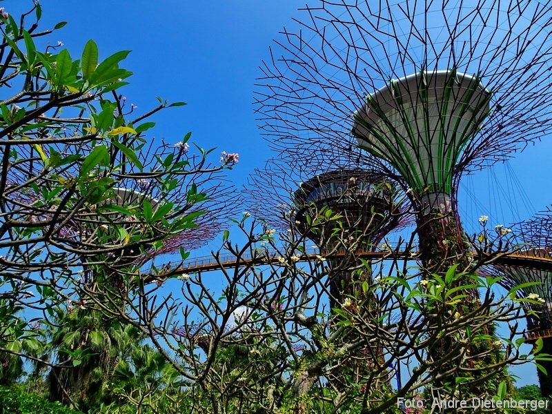 Singapore - Gardens by the bay