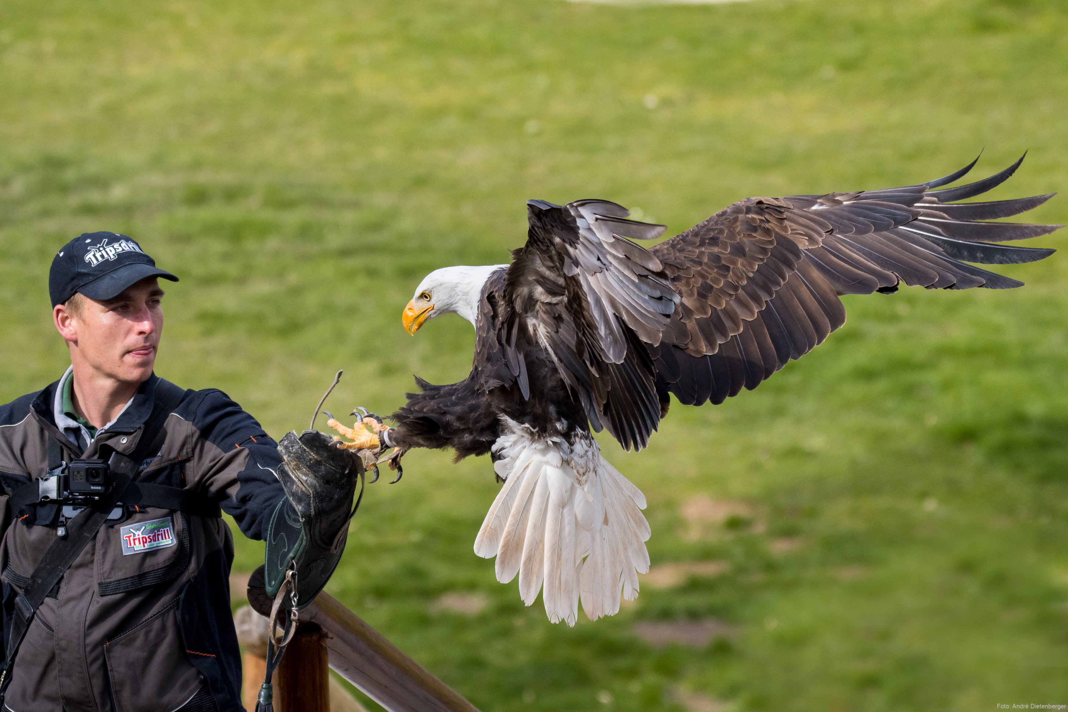 Wildparadies Weisskopfseeadler (c) Erlebnispark Tripsdrill GmbH & Co. KG