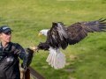 Wildparadies Weisskopfseeadler (c) Erlebnispark Tripsdrill GmbH & Co. KG