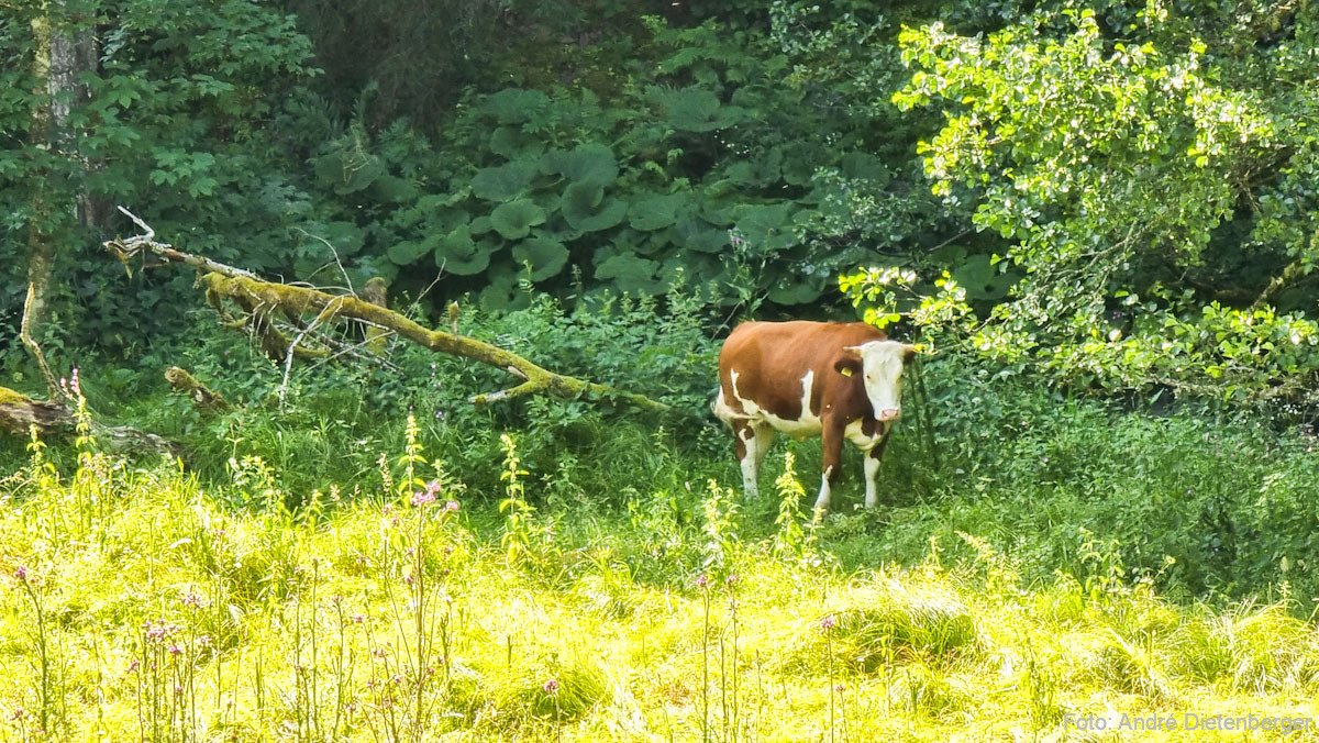 Kuh am Waldrand