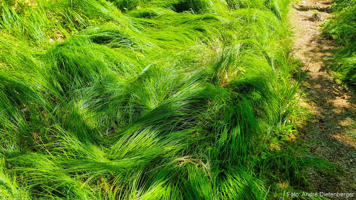 Gras