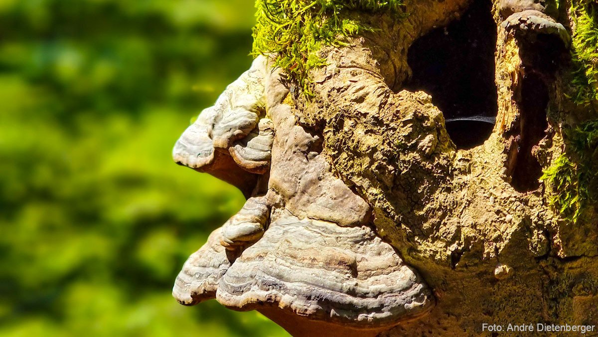 Baumstamm mit Pilz