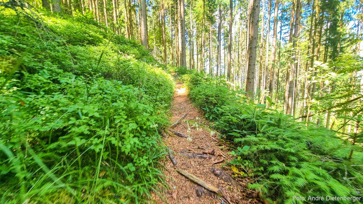 schmaler Wanderweg