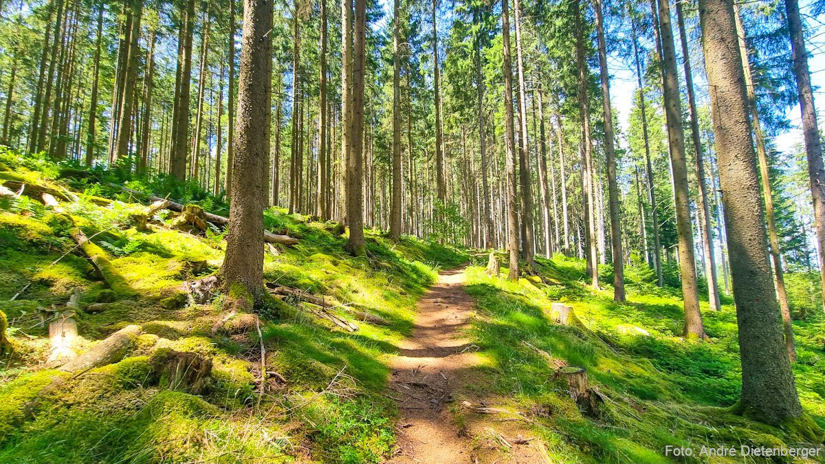 Wanderweg im Wald