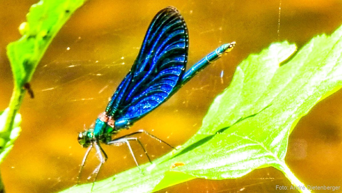 Blauflügel-Prachtlibelle (Calopteryx virgo) (Gemeine Seejungfer)