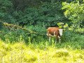 Kuh am Waldrand