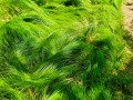 Gras
