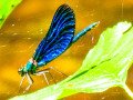 Blauflügel-Prachtlibelle (Calopteryx virgo) (Gemeine Seejungfer)