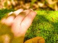 Moosbewuchs mit Hand