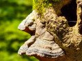 Baumstamm mit Pilz