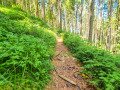 schmaler Wanderweg