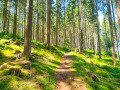 Wanderweg im Wald