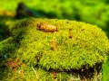 Moosbedekcter Baumstamm mit Tannenzapfen