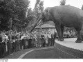 Bundesarchiv N .1648 Bild-KF03058 Foto: Beier, Manfred 1. Juni 1952