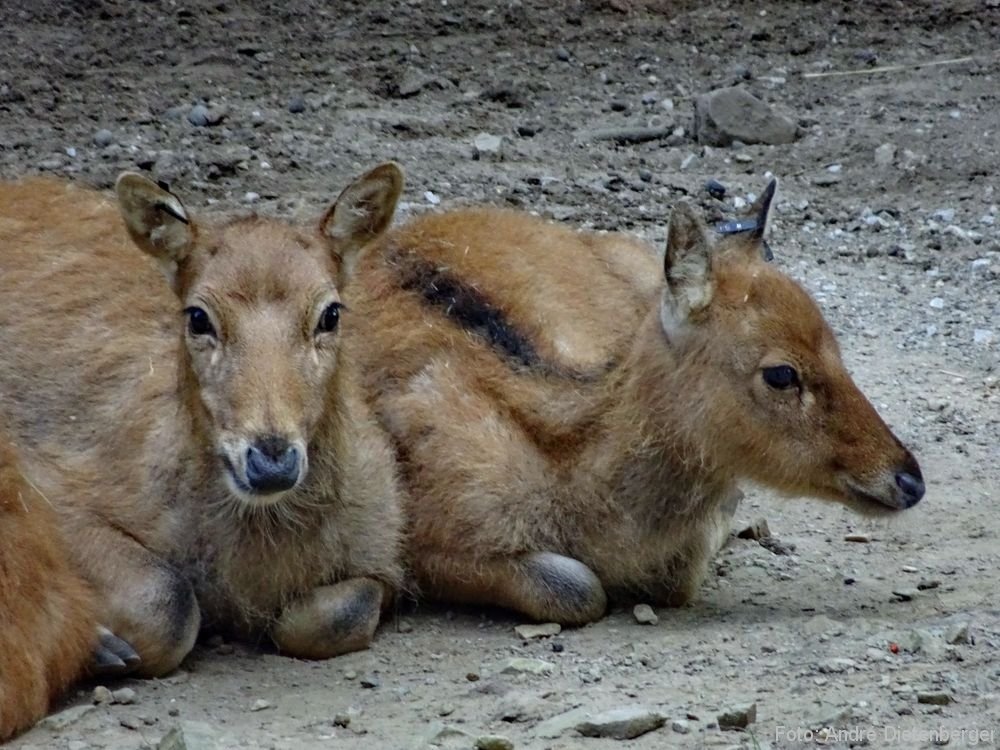 Zoo Wuppertal - Tiere