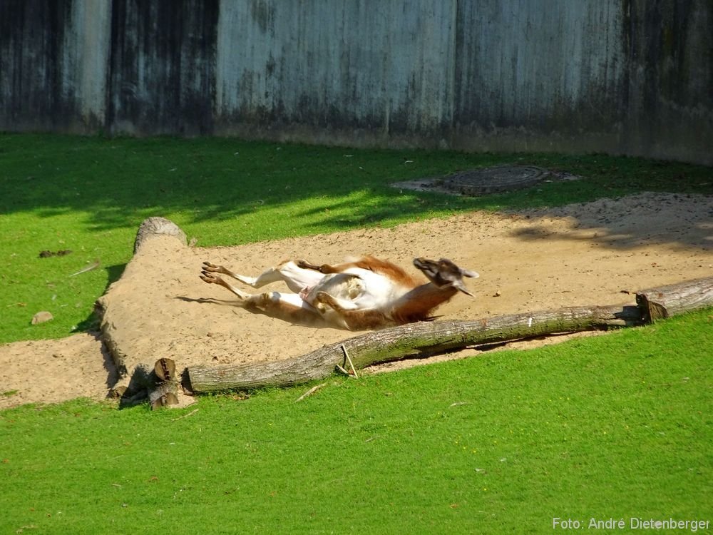 Zoo Wuppertal - feeling good