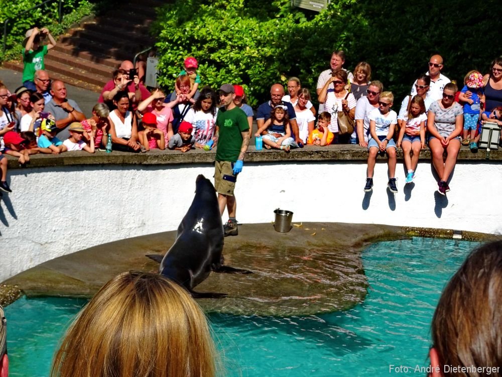 Zoo Wuppertal - Seelöwen Fütterung