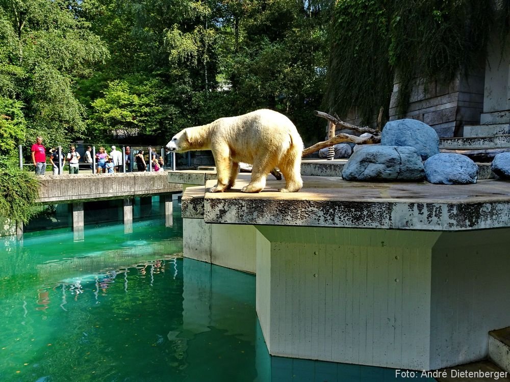 Zoo Wuppertal - Eisbärgehege