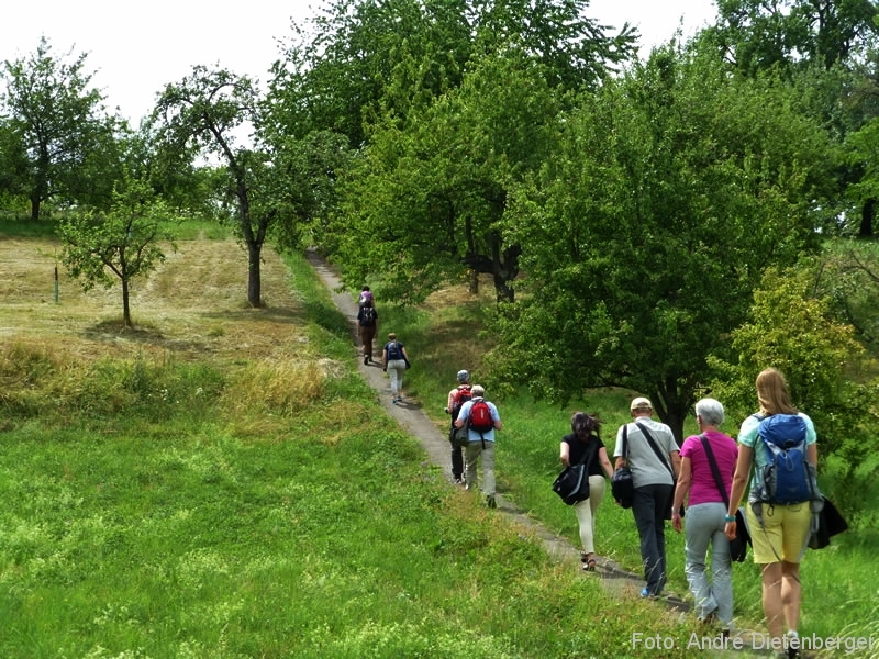 Whisky Walk - Streuobstwiesen Whisky Walk - Streuobstwiesen