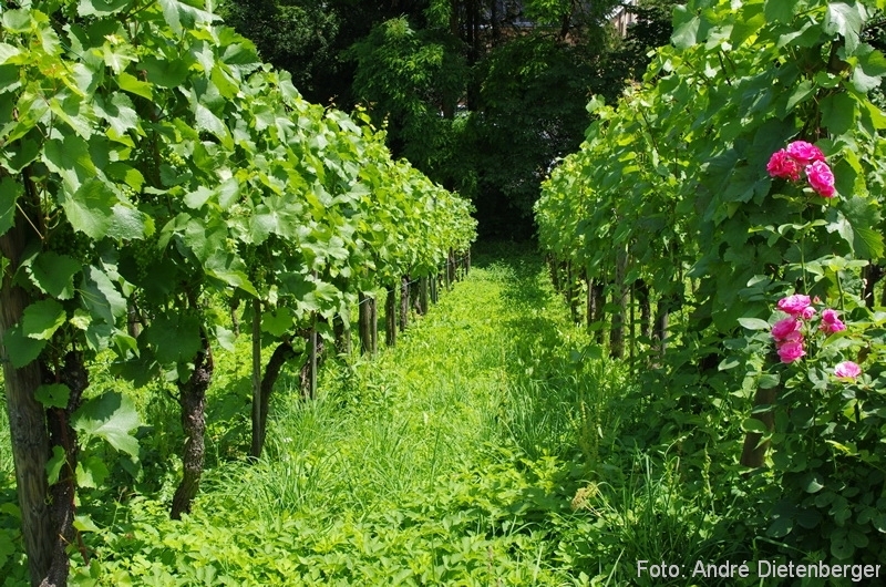 Stuttgart - Weinberge Stuttgart - Weinberge