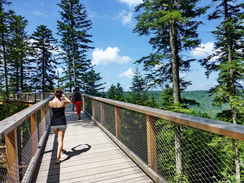 Baumwipfelpfad Bad Wildbad Baumwipfelpfad Bad Wildbad