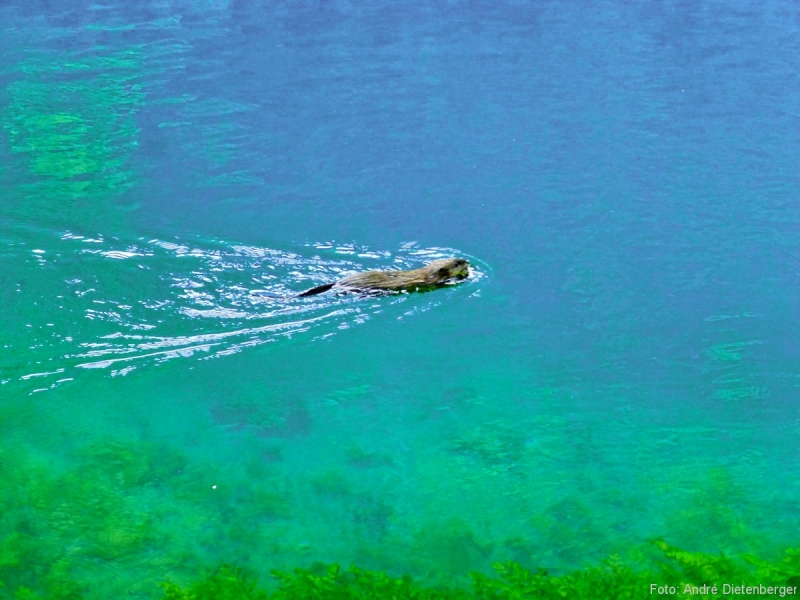 Otter Otter