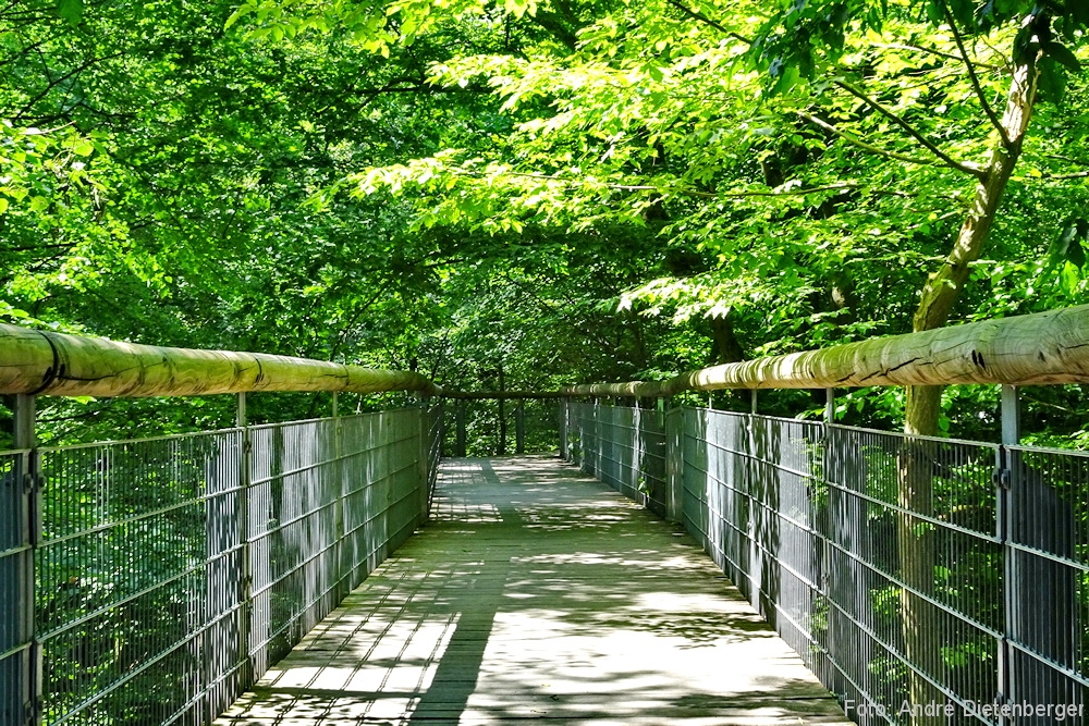 Nationalpark Hainich - Baumkronenpfad