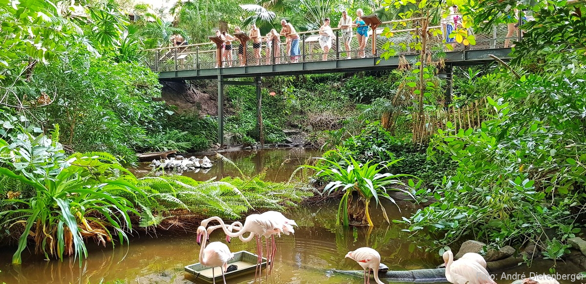 Tropical Islands Flamingos