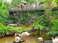 Tropical Islands Flamingos